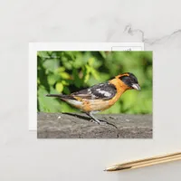 Handsome Black-Headed Grosbeak Songbird Postcard