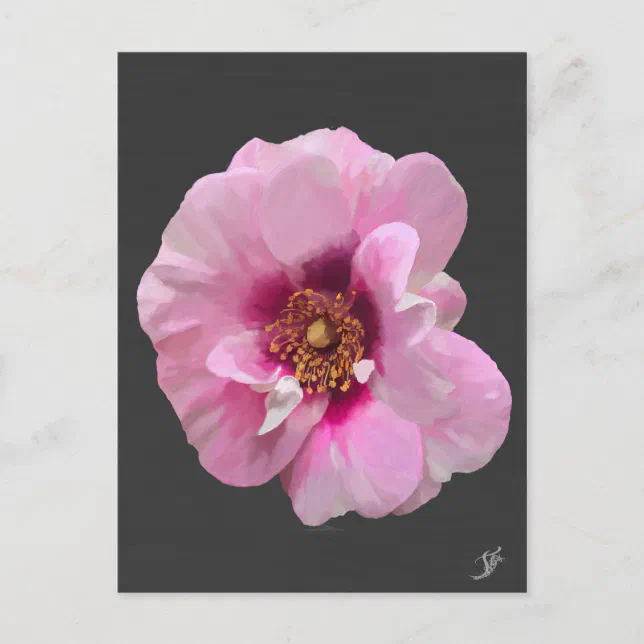 Pink rose with Purple Heart - oil painting Postcard