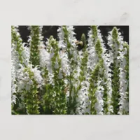 Field of White Lavender Flowers Postcard