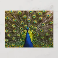 Colorful peacock postcard