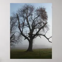 Foggy Morning Tree Poster