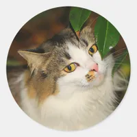 The Cat and the Camellia Classic Round Sticker