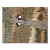 Male Hooded Merganser Swimming on Creek Photo Print