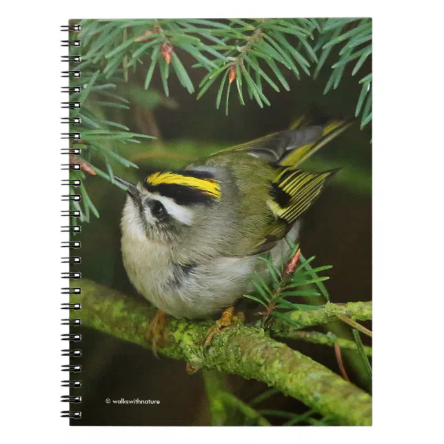 Cute Little Kinglet Causes a Stir in the Fir Notebook