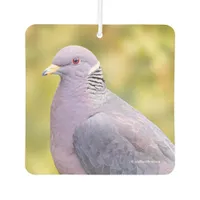 Beautiful Band-Tailed Pigeon in My Backyard Car Air Freshener