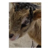 Aussie