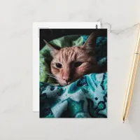 Beautiful Cute Ginger Tabby Cat Postcard