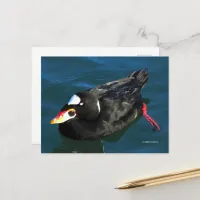 Stunning Surf Scoter Duck at Pier's Edge Postcard