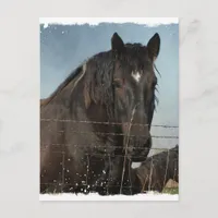 Draft Horses in a pasture Postcard