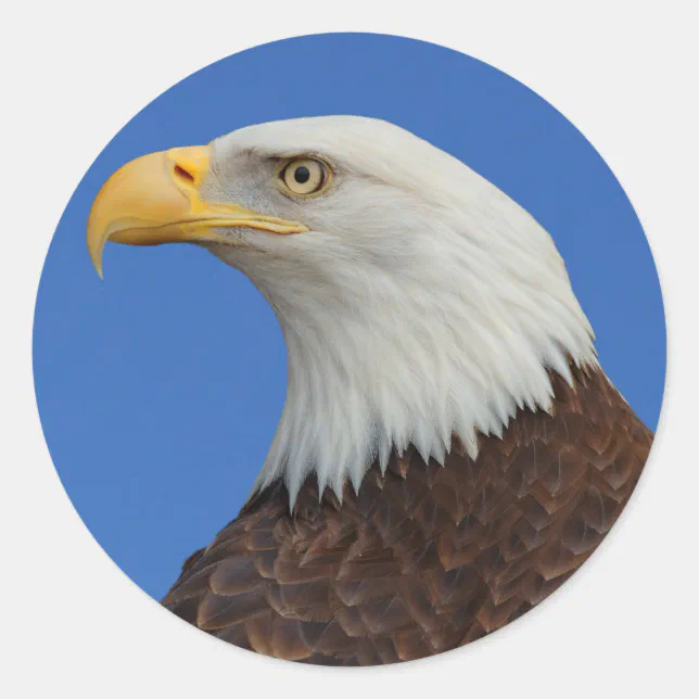 Profile of an Adult Bald Eagle Classic Round Sticker