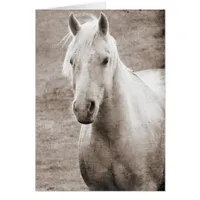 Palomino Sepia All Occasions 
