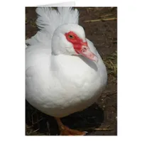 Muscovy Hen