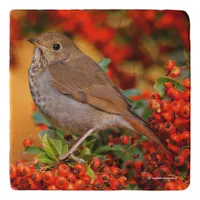 Hermit Thrush Songbird on the Scarlet Firethorn Trivet