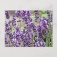 Field of Purple Lavender Flowers Postcard