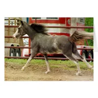 Mini Pinto Horse Gallops