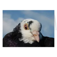 Miss Pigeon