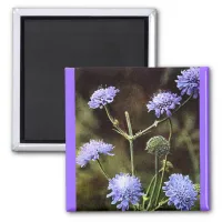 Wildflower: Field Scabious Magnet