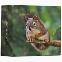 Cute Saucy Red Squirrel in the Fir Binder