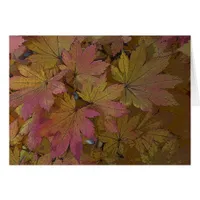 Changing Maple Leaves