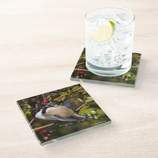 Black-Capped Chickadee Enjoying Autumn Berries Glass Coaster