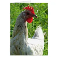 Blue Splash Hen Cards
