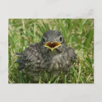 Baby Bluebird Postcard