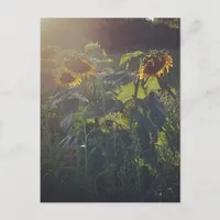 Sunflowers Postcard