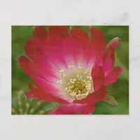 Cactus Flower Postcard