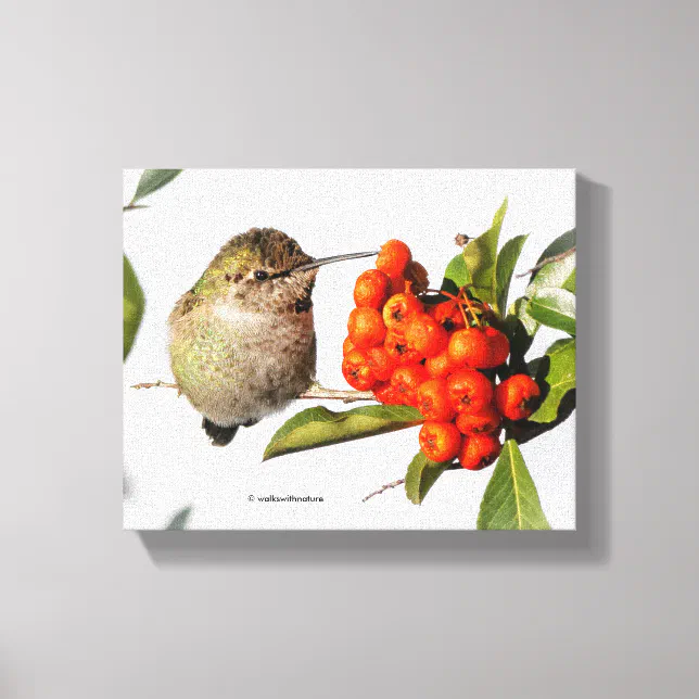 Anna's Hummingbird Poses with the Pyracantha Canvas Print