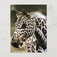 Funny Leopard Appaloosa Horse Postcard