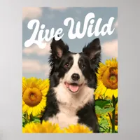 Live Wild Border Collie in Sunflowers Poster