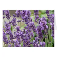 Field of Purple Lavender Flowers Card