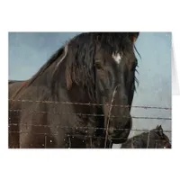 Draft Horses in a pasture