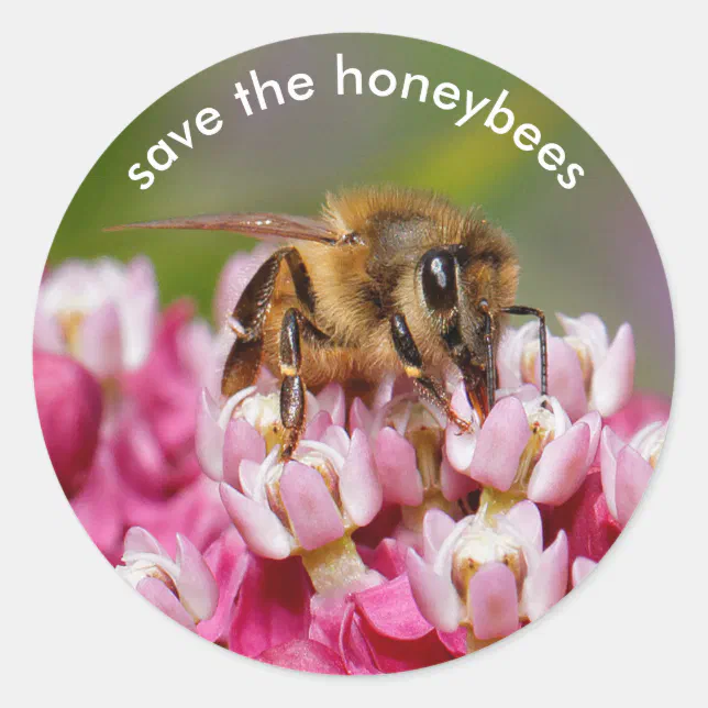 Save the Honeybees Pollinating Narrowleaf Milkweed Classic Round Sticker