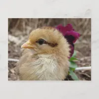 Chick in Pansy Garden Postcard