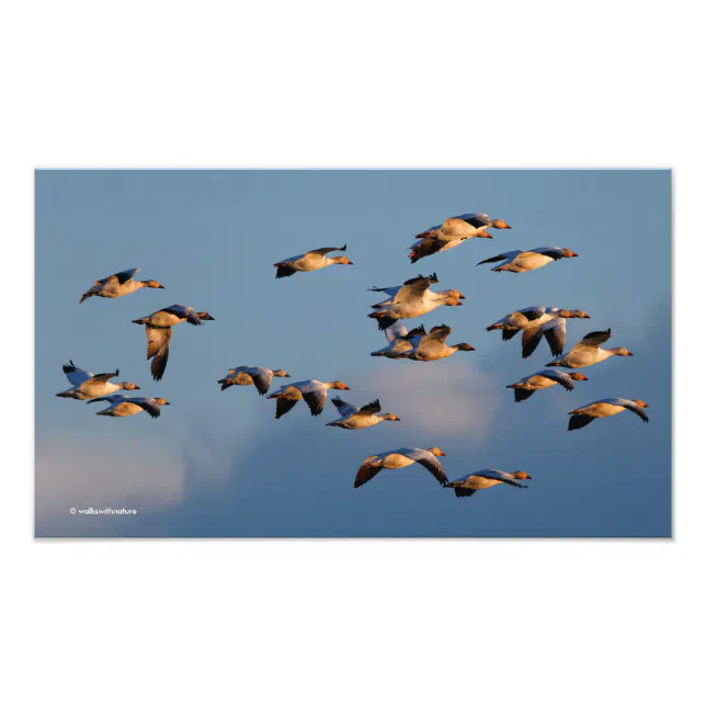 Five Goosestepping Canada Geese Photo Print