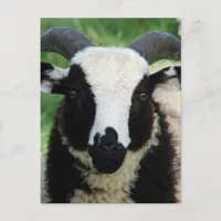 RJ the Jacob Ram Lamb Postcard