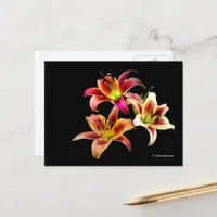 Elegant Trio of Yellow Pink Daylilies Floral Postcard