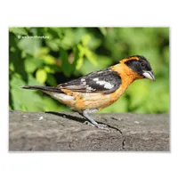 Closeup of a Handsome Black-Headed Grosbeak Photo Print