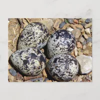 KillDeer Nest With Eggs Postcard