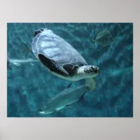 Cute Sea Turtle and  Fish Swimming Poster