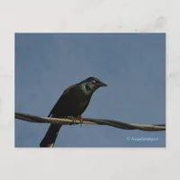 Grackle Power Postcard