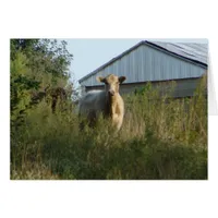 Cow in Pasture