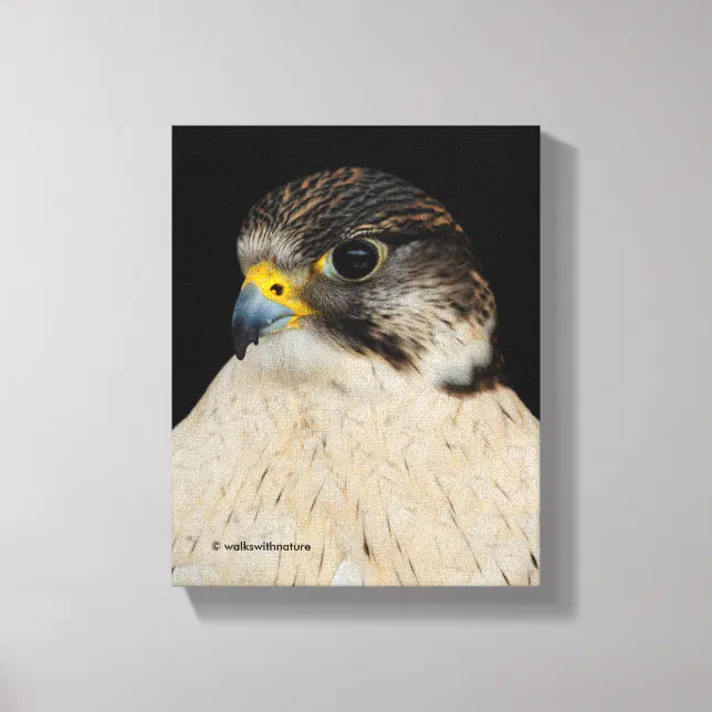 Stunning Gyrfalcon Saker Hybrid Falcon Canvas Print