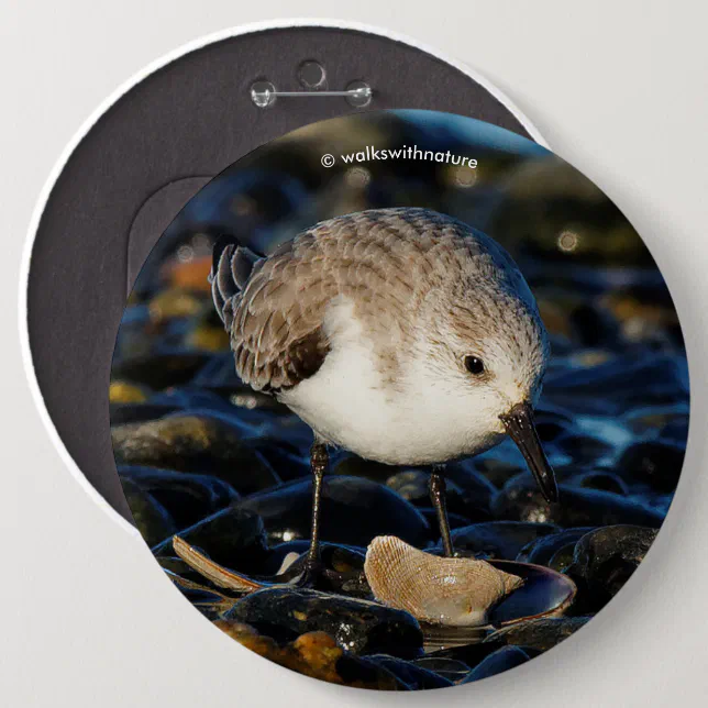 Cute Sanderling Sandpiper Shorebird Dines on Clam Pinback Button