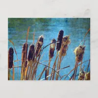 Cattails on the Pond Postcard