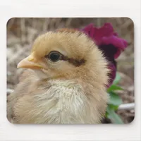 Chick in Pansy Garden Mouse Pad