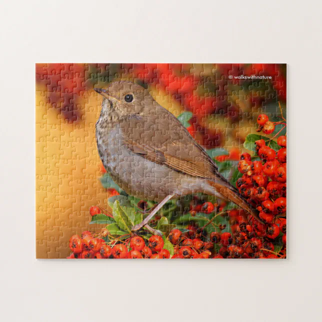 Hermit Thrush Songbird on the Scarlet Firethorn Jigsaw Puzzle