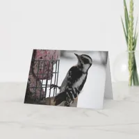 Downy Woodpecker Card