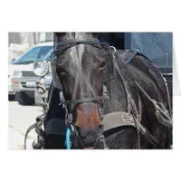Horse In The Parking Lot